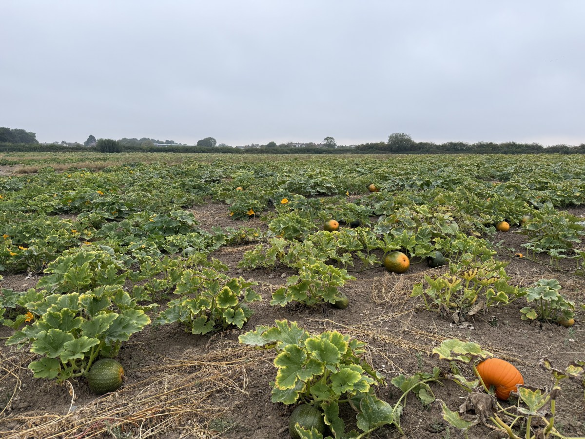 Warmer weather sprouts record breaking early Halloween pumpkins for Pumpkin&nbsp;Village
